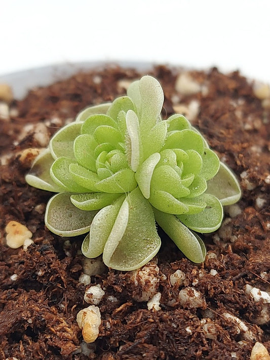 Pinguicula esseriana