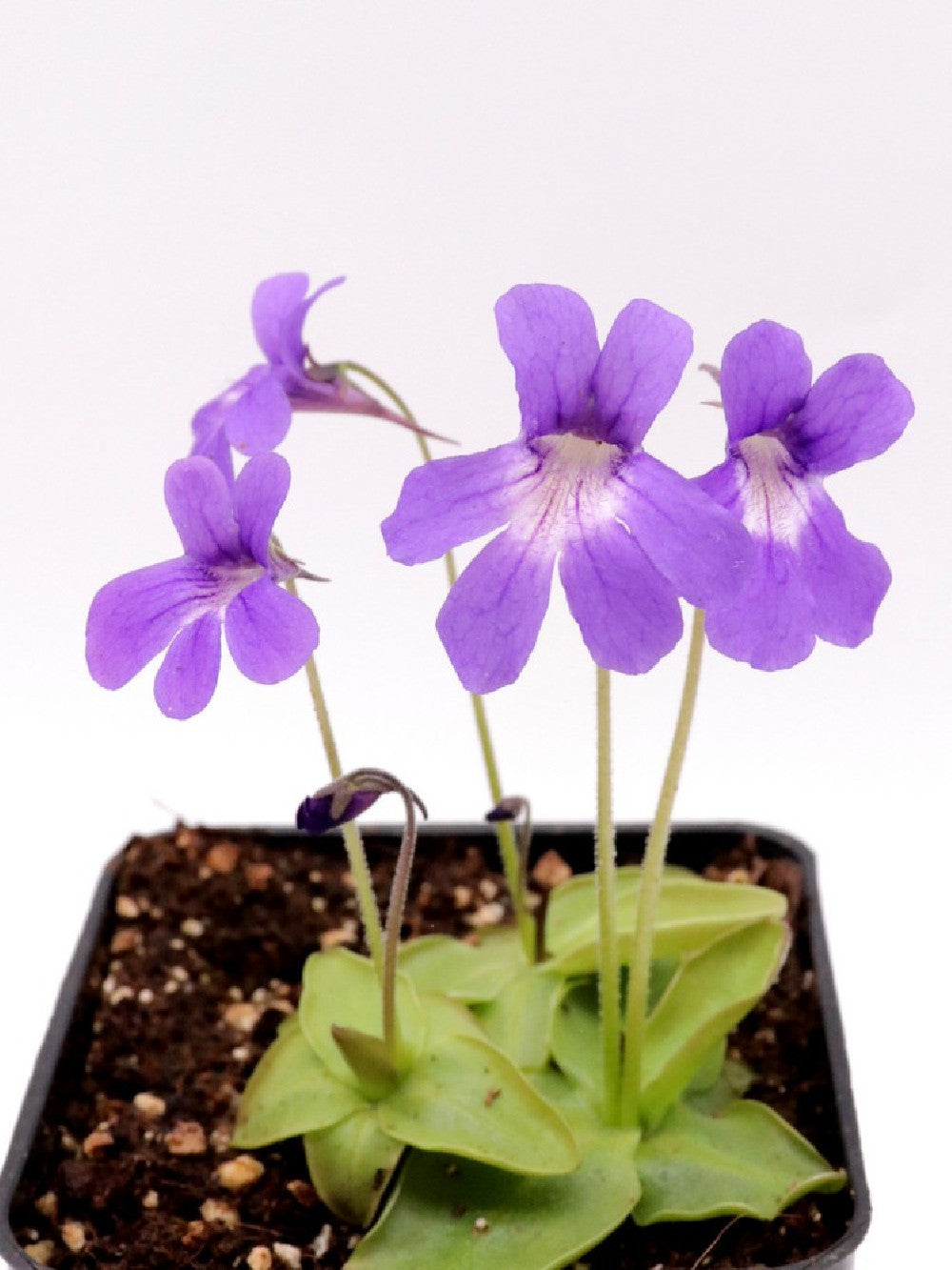 Pinguicula fiorii x grandiflora