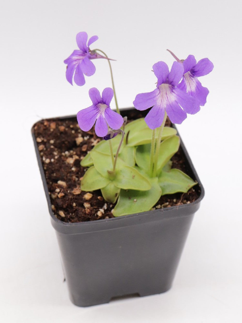 Pinguicula fiorii x grandiflora