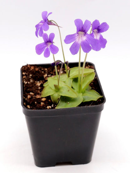 Pinguicula fiorii x grandiflora