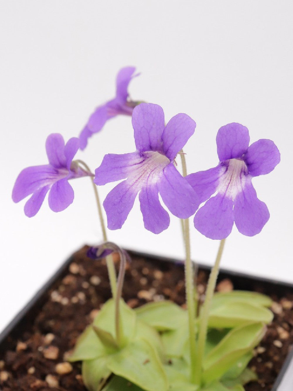 Pinguicula fiorii x grandiflora