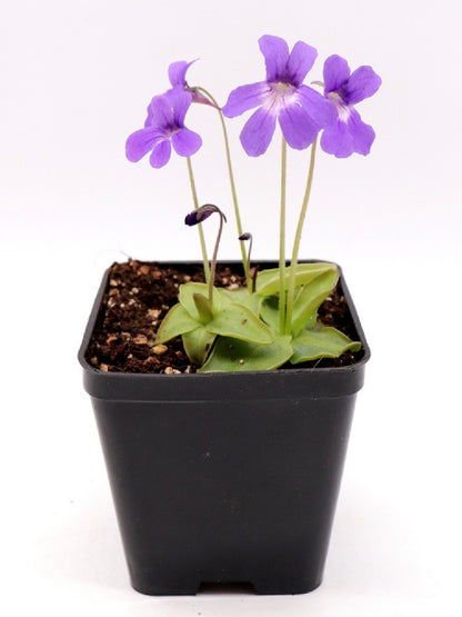 Pinguicula fiorii x grandiflora