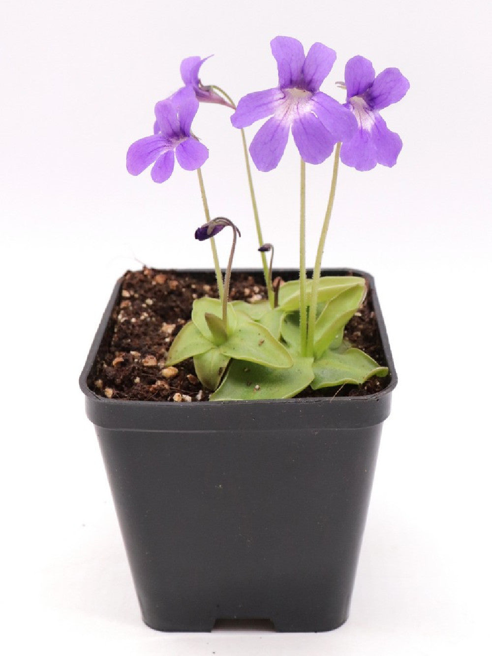 Pinguicula fiorii x grandiflora