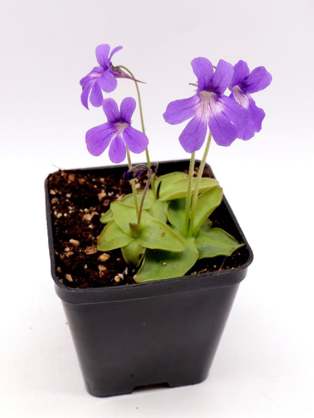 Pinguicula fiorii x grandiflora