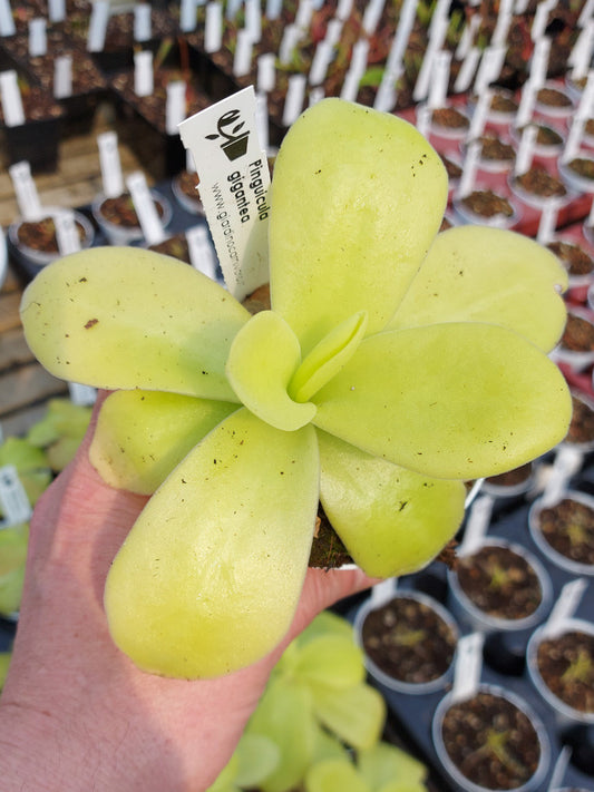 Pinguicula gigantea