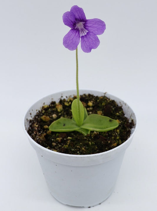 Pinguicula grandiflora