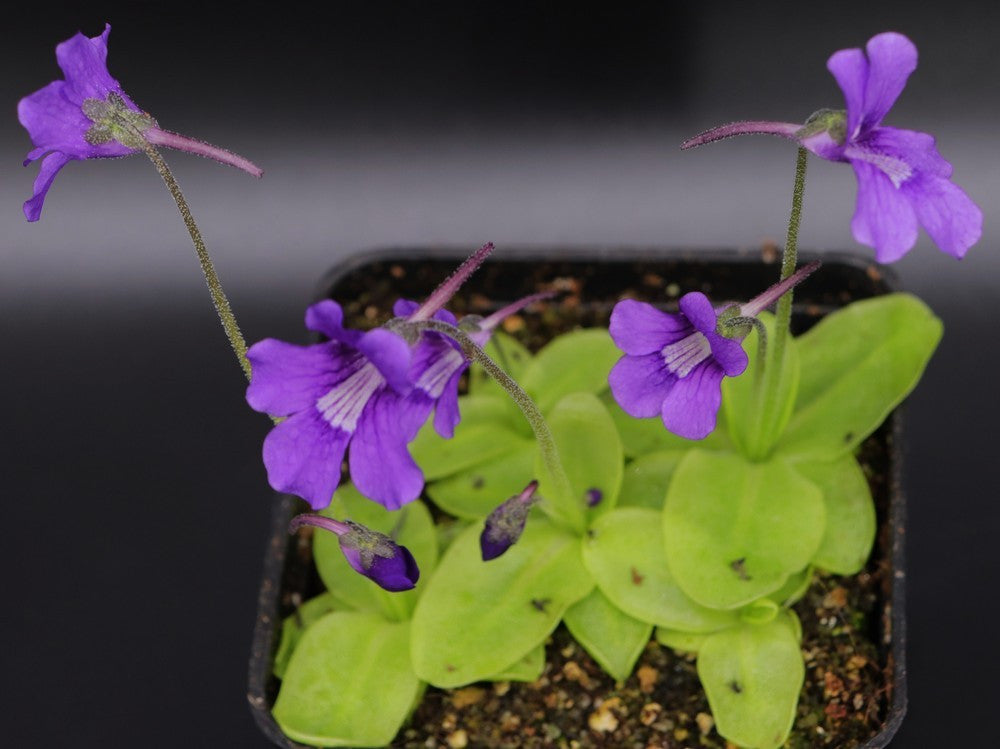 Pinguicula grandiflora