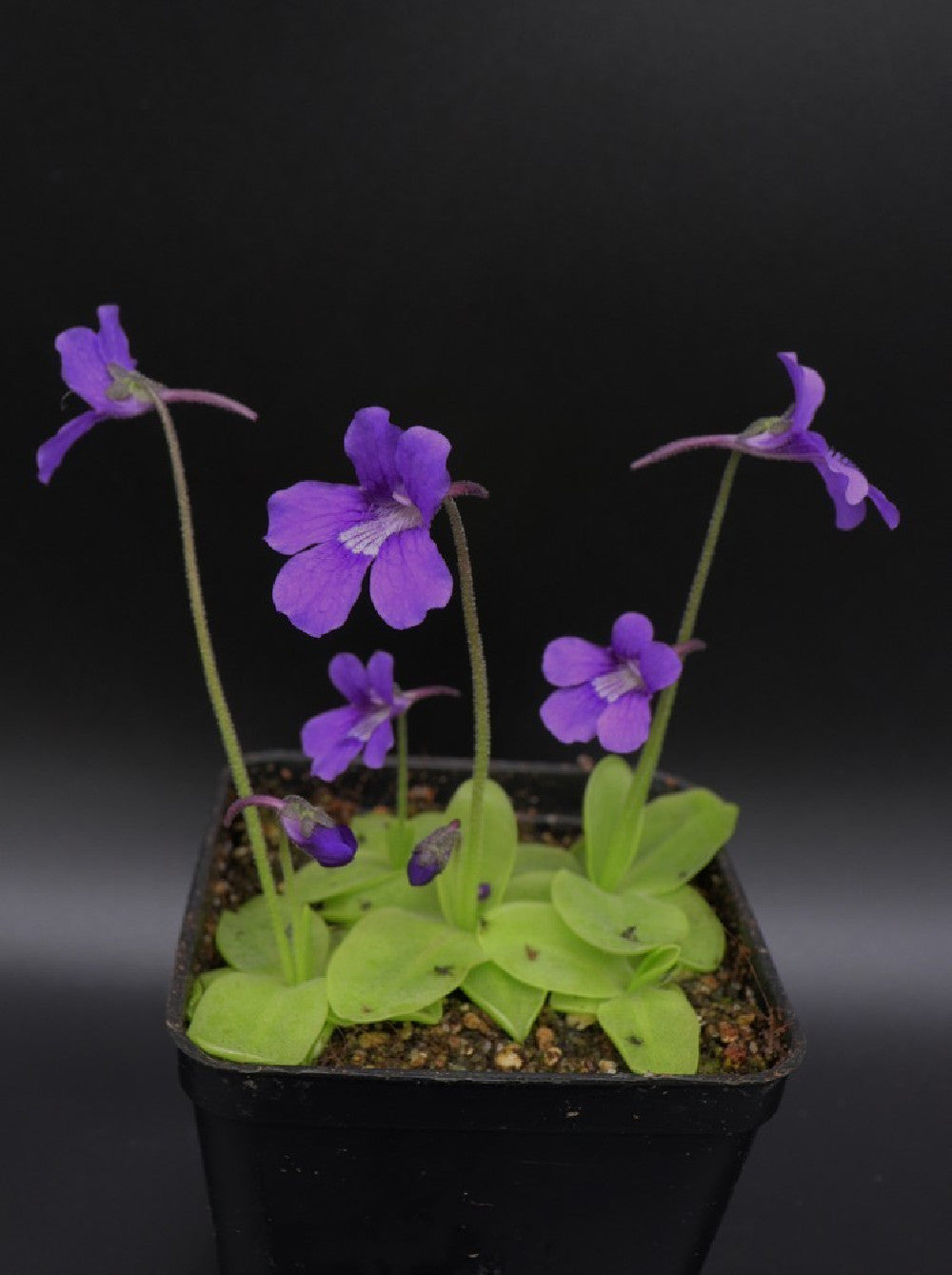 Pinguicula grandiflora