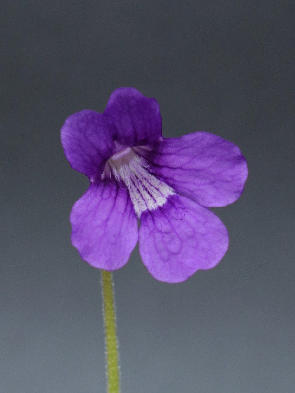 Pinguicula grandiflora