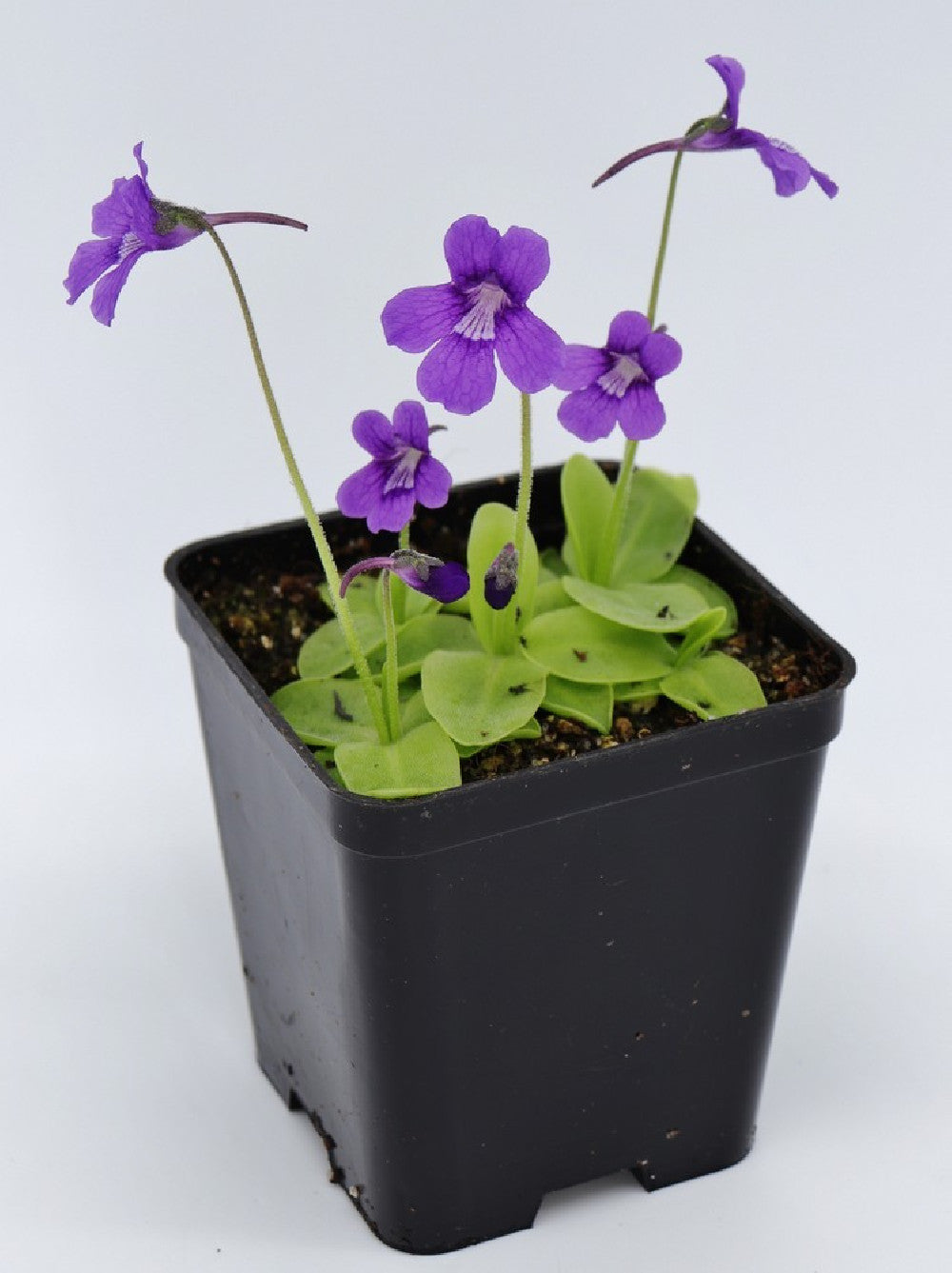 Pinguicula grandiflora subsp. rosea Near Grenoble – Giardino Carnivoro