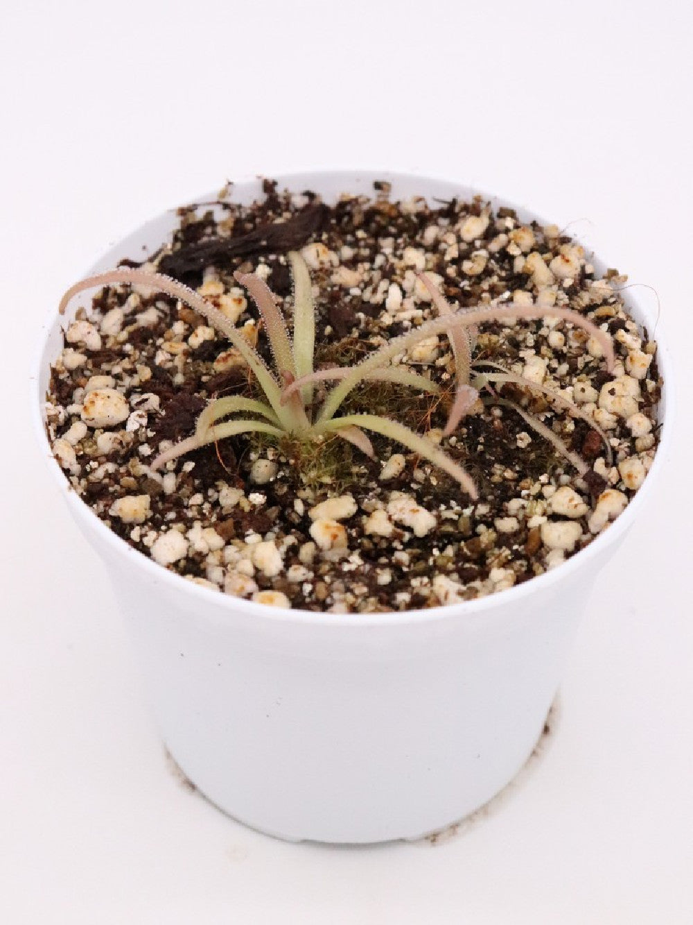 Pinguicula gypsicola x calderoniae