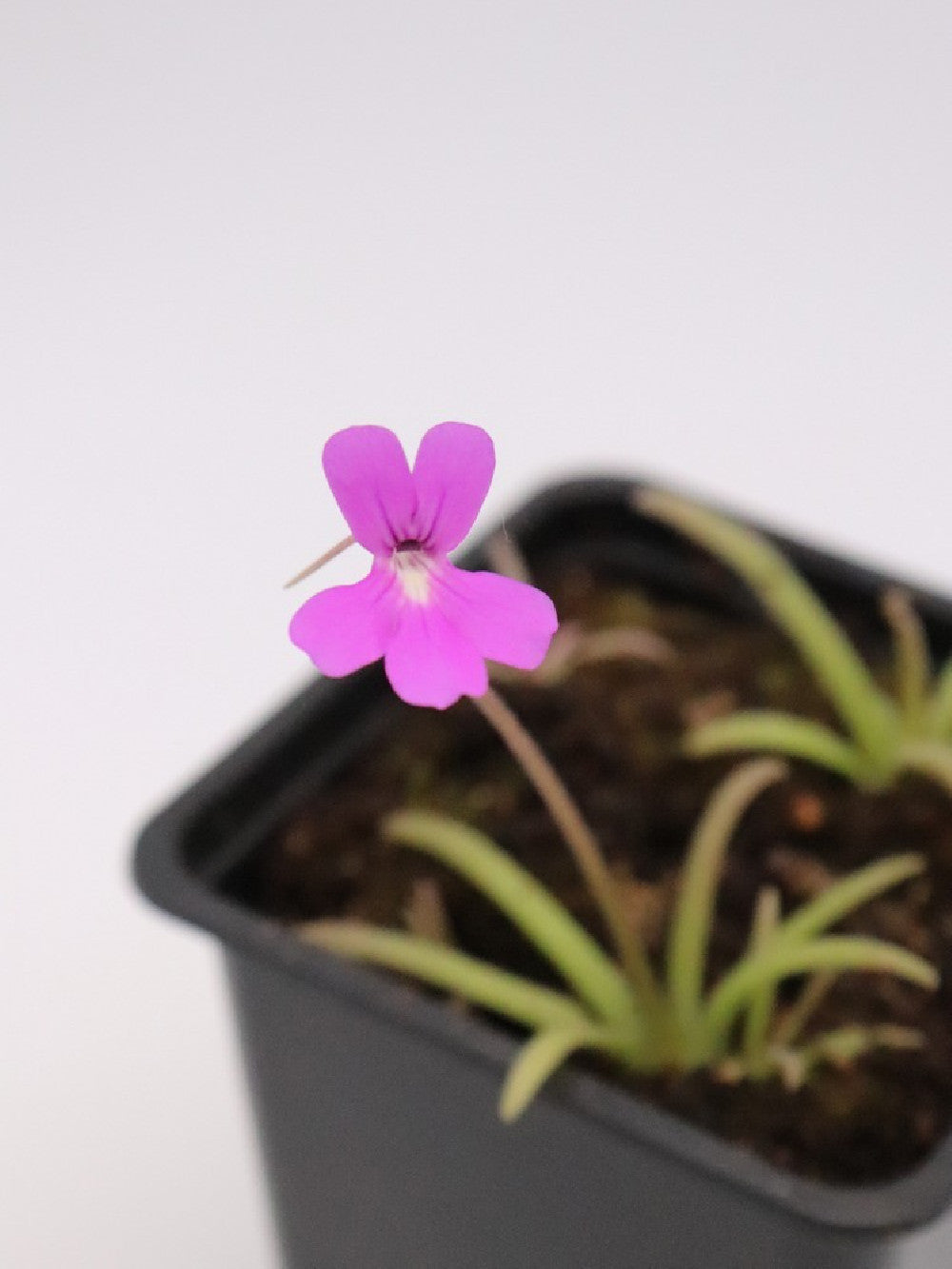 Pinguicula gypsicola x calderoniae
