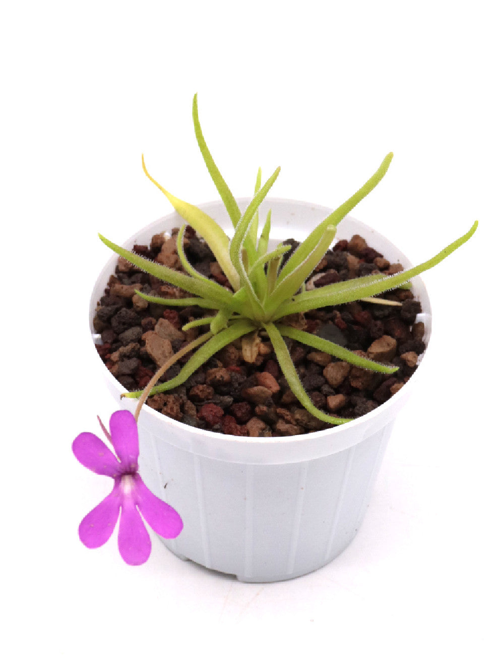 Pinguicula gypsicola x moctezumae