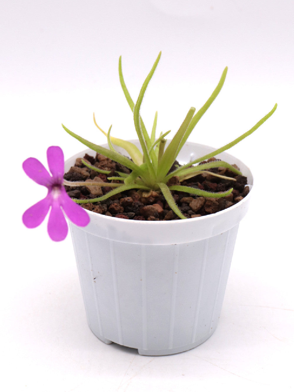 Pinguicula gypsicola x moctezumae