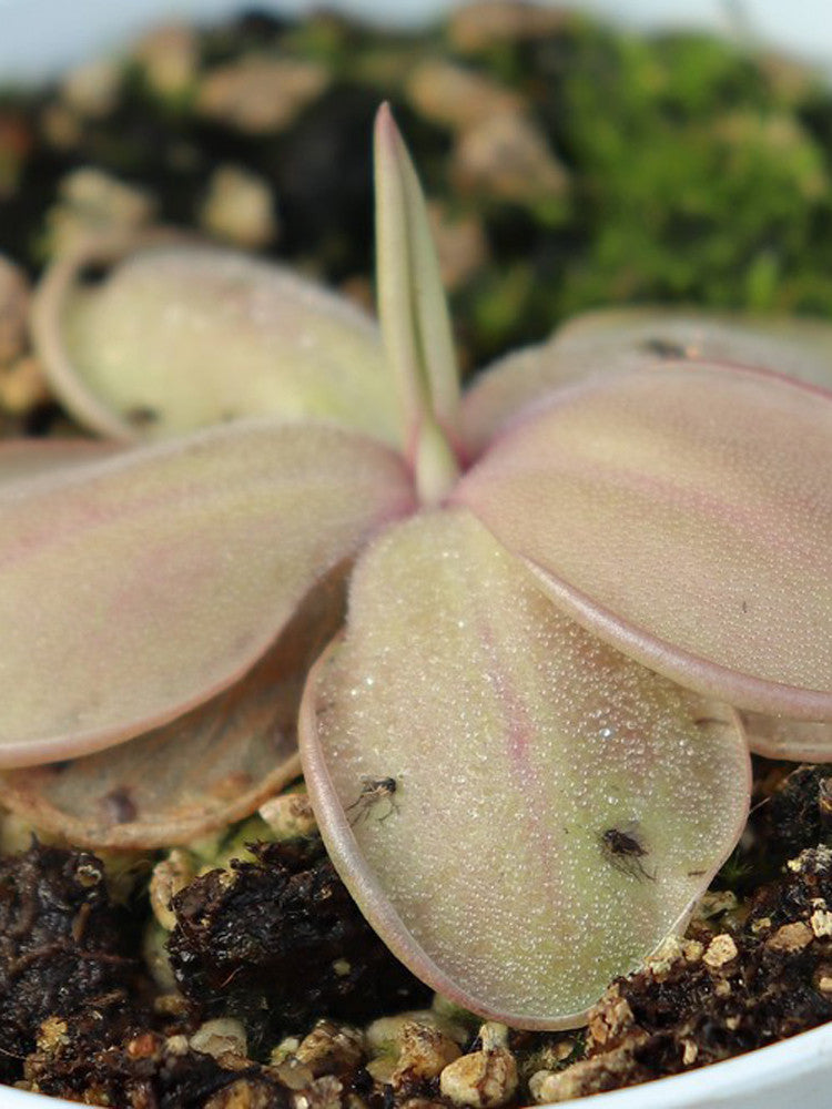 Pinguicula hemiepiphytica   Oaxaca, Mexico