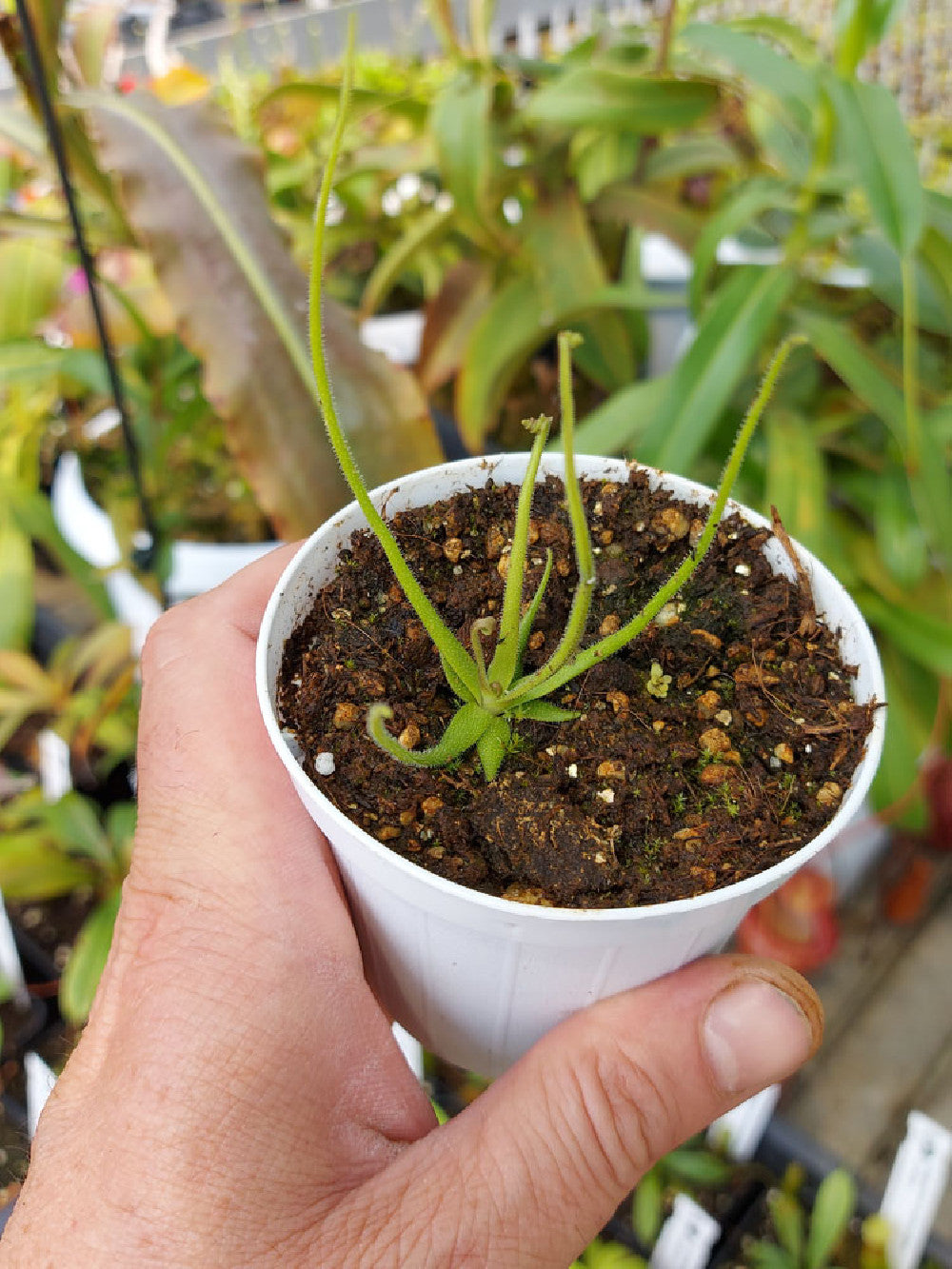 Pinguicula heterophylla  Concepción Papalo, Oaxaca, Mexico