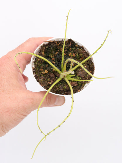 Pinguicula heterophylla  Concepción Papalo, Oaxaca, Mexico