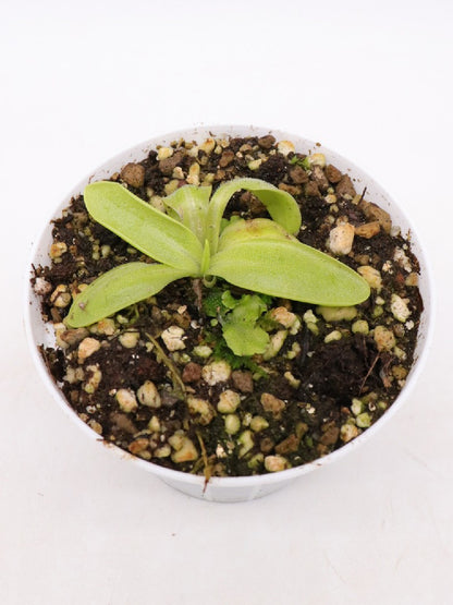 Pinguicula hirtiflora Devoll Valley, Moglice, Albania – Giardino Carnivoro