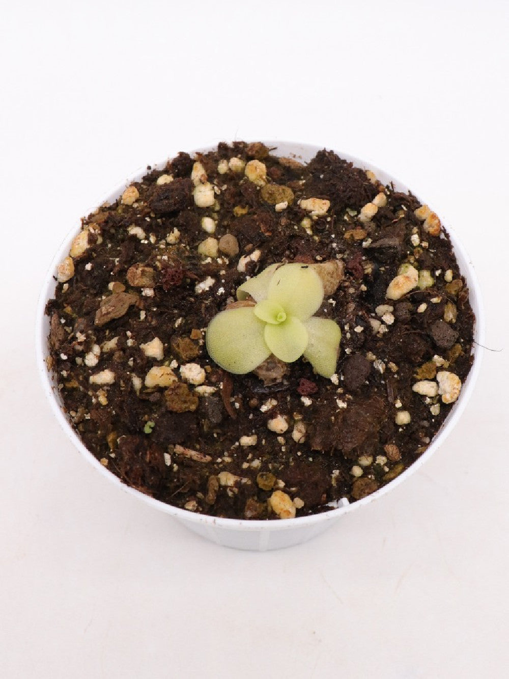 Pinguicula ibarrae