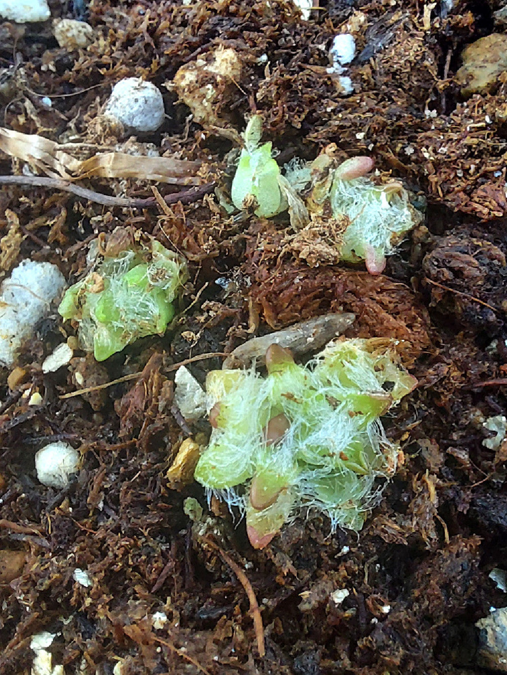 Pinguicula immaculata