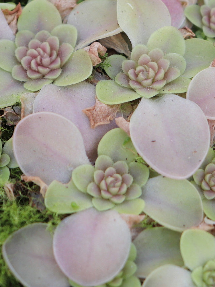 Pinguicula laueana x nivalis