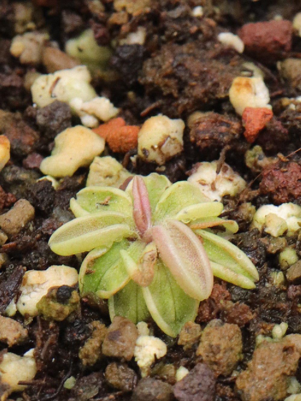 Pinguicula lusitanica