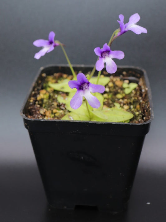 Pinguicula macroceras USA