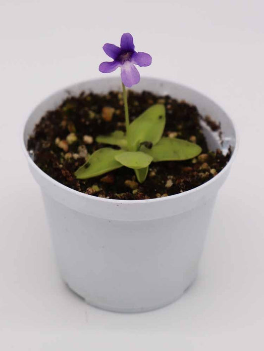 Pinguicula macroceras , Japan