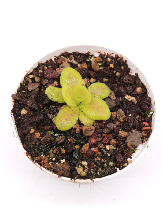 Pinguicula martinezii