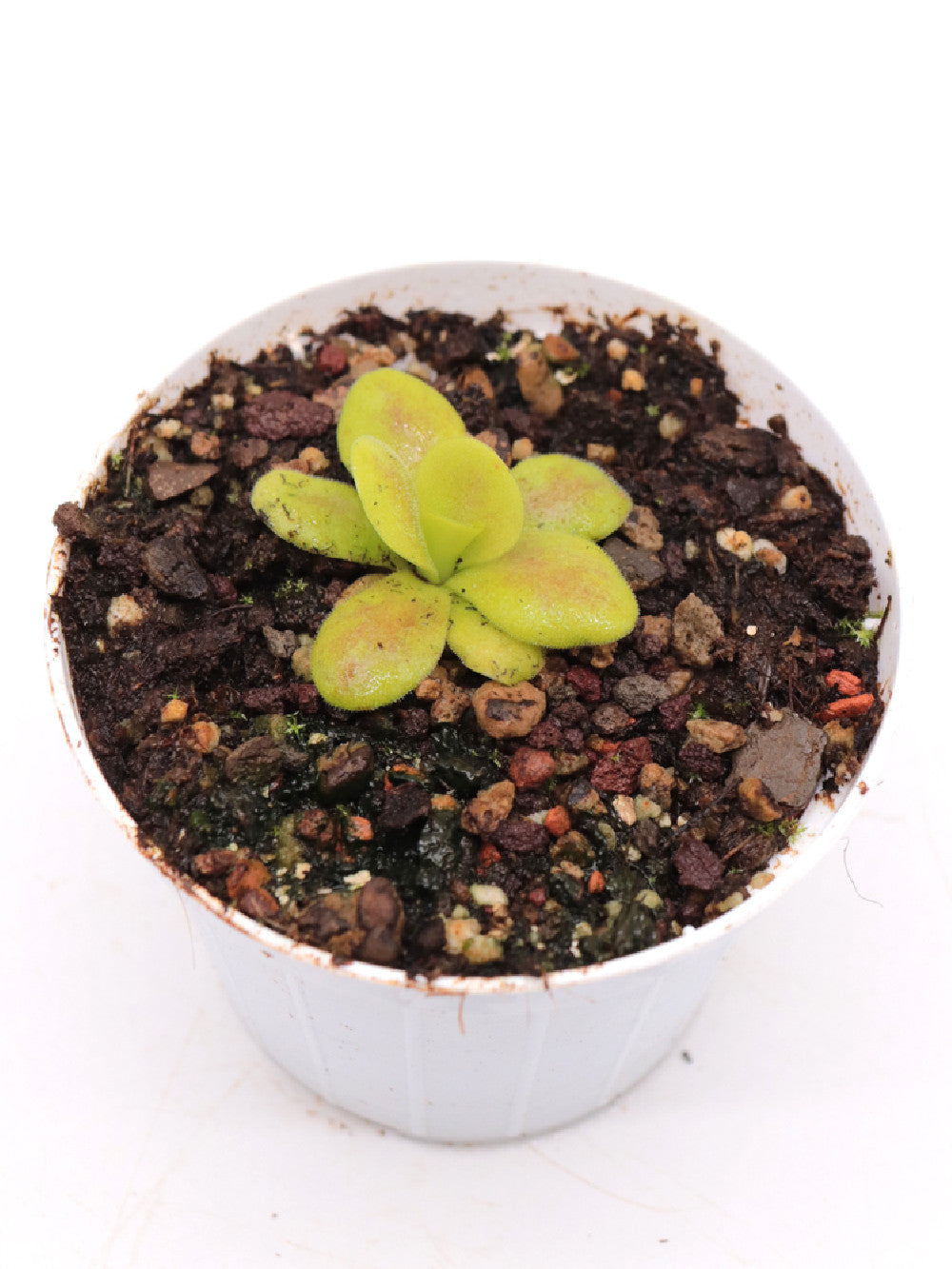 Pinguicula martinezii