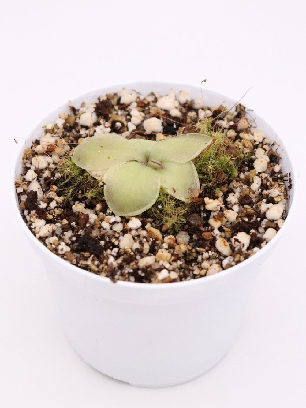 Pinguicula moranensis "F"
