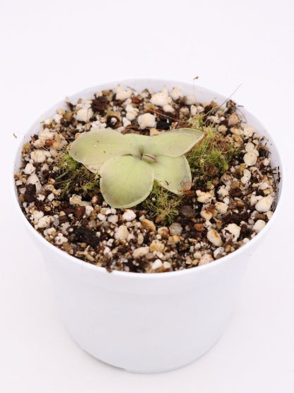 Pinguicula moranensis "F"