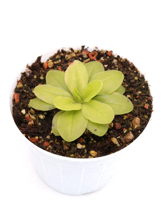 Pinguicula moranensis "Superba"