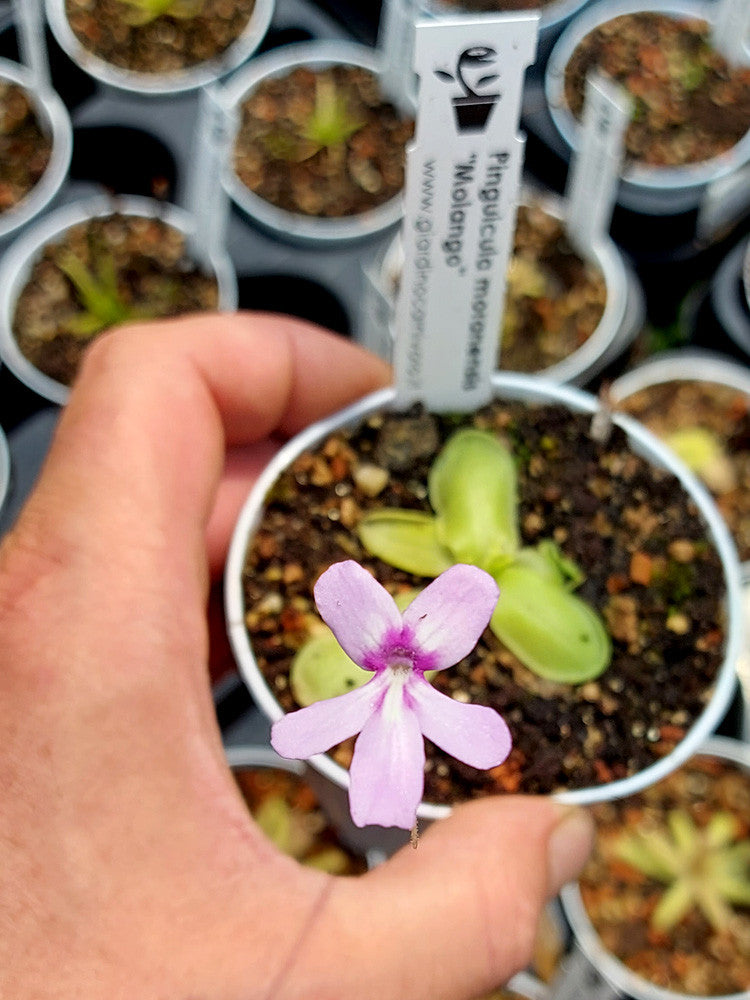 Pinguicula moranensis  Molango, Mexico