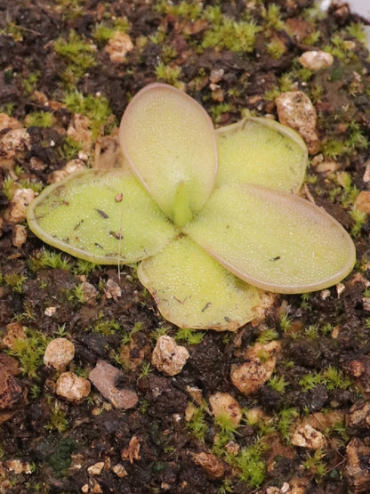 Pinguicula moranensis "near Zacatlan,Puebla, Mexico"