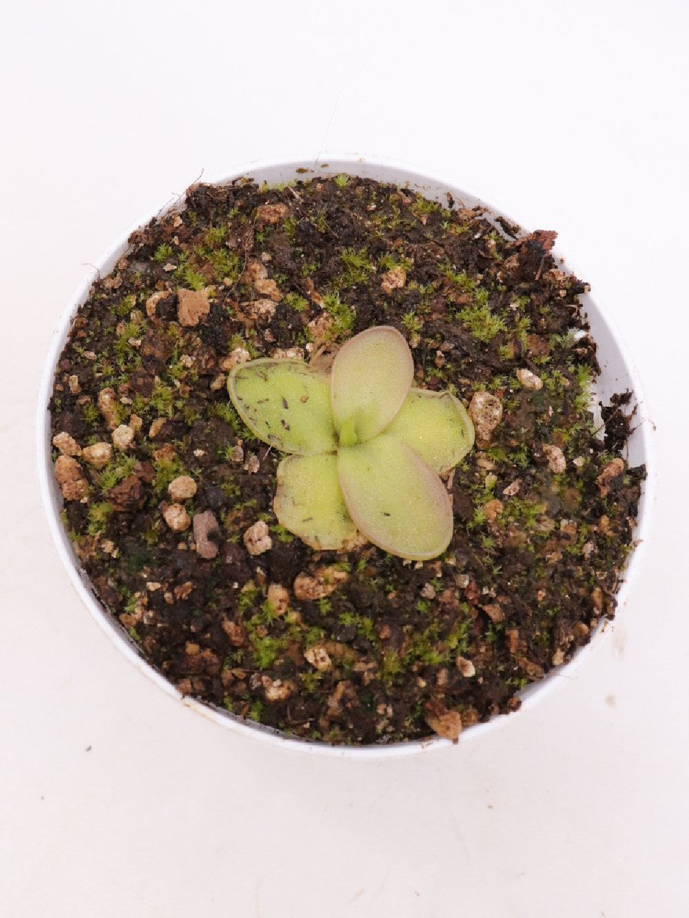 Pinguicula moranensis "near Zacatlan,Puebla, Mexico"