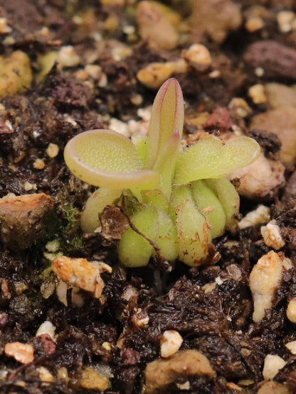 Pinguicula moranensis "near Zacatlan,Puebla, Mexico"