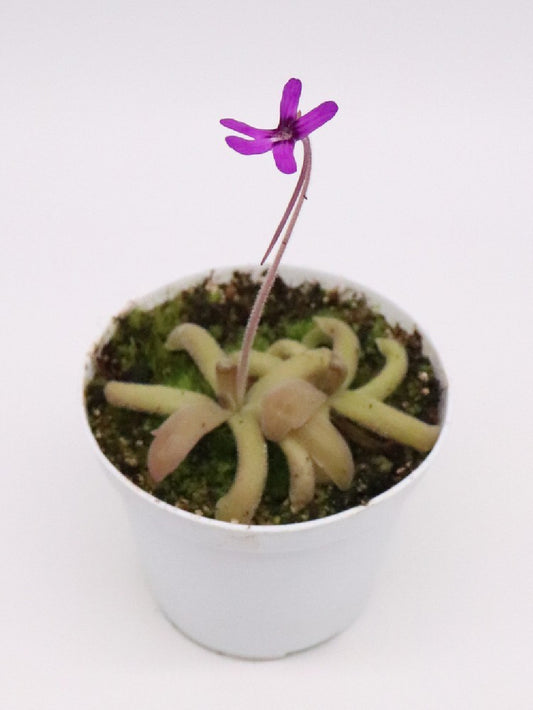 Pinguicula moranensis "orchidioides" x gypsicola