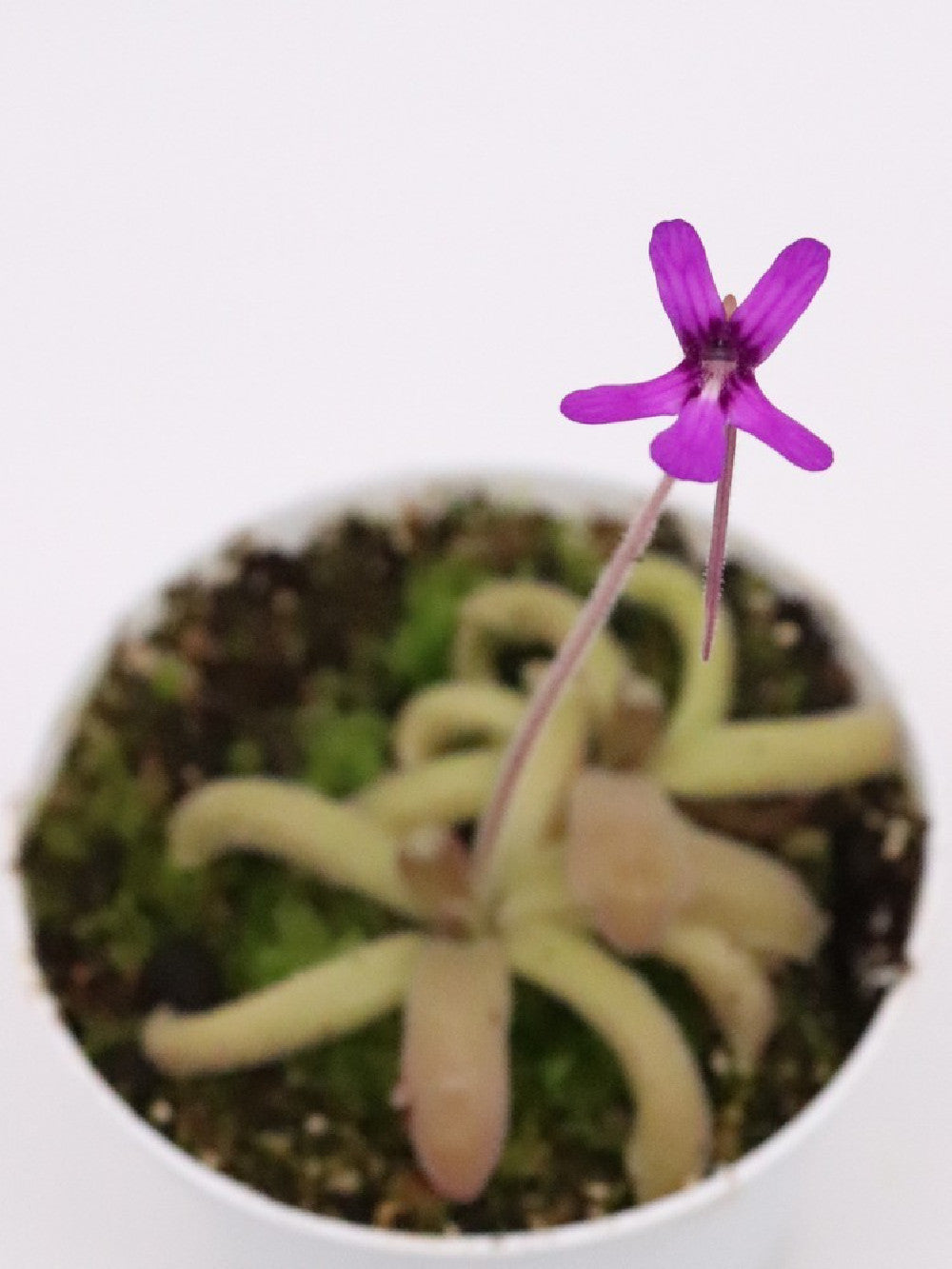 Pinguicula moranensis "orchidioides" x gypsicola