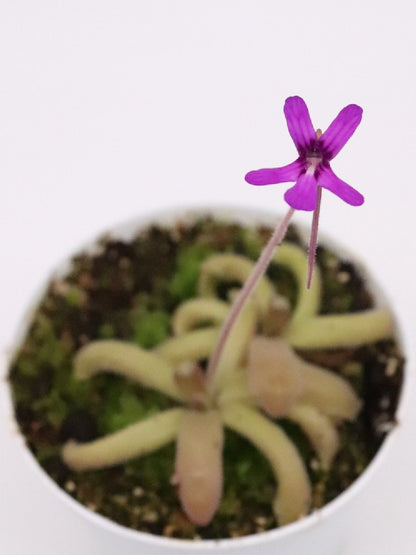 Pinguicula moranensis "orchidioides" x gypsicola