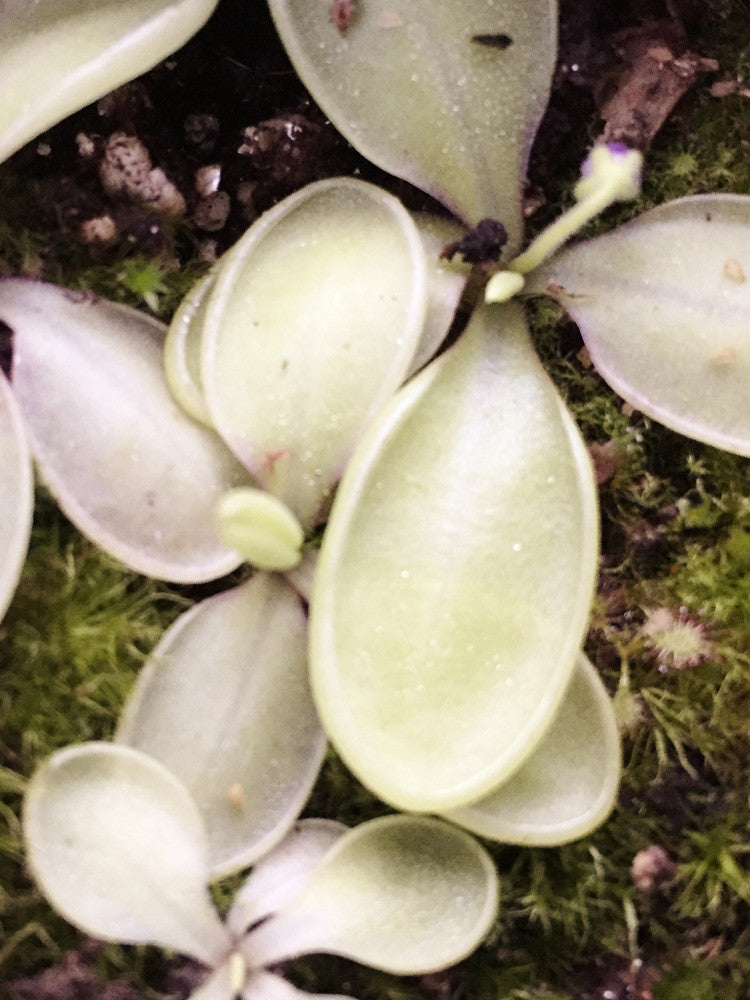 Pinchoica Pinguicula sp. Pachuca S – Giardino Carnivoro