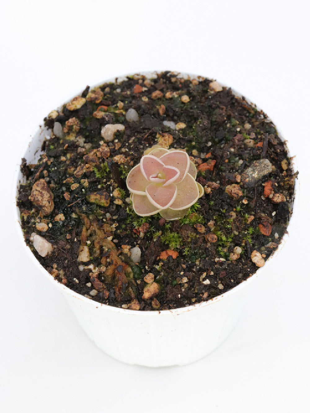 Pinguicula spec. tolantonga