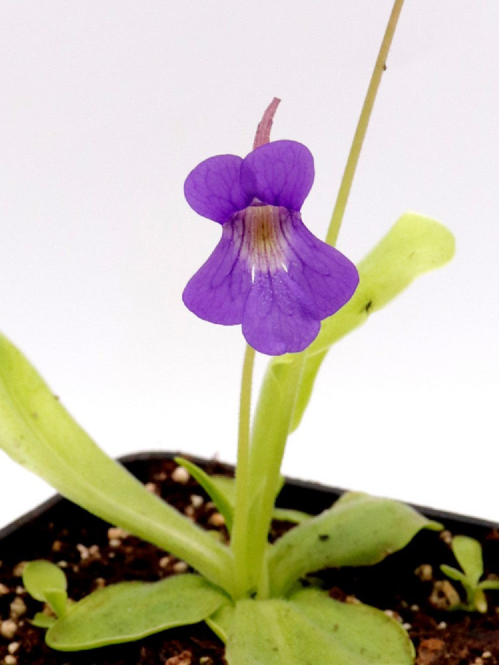 Pngucula grandflora, planta carnívora resstente, tambén conocda Pngucula grandflora, planta carnívora resstente, tambén conocda