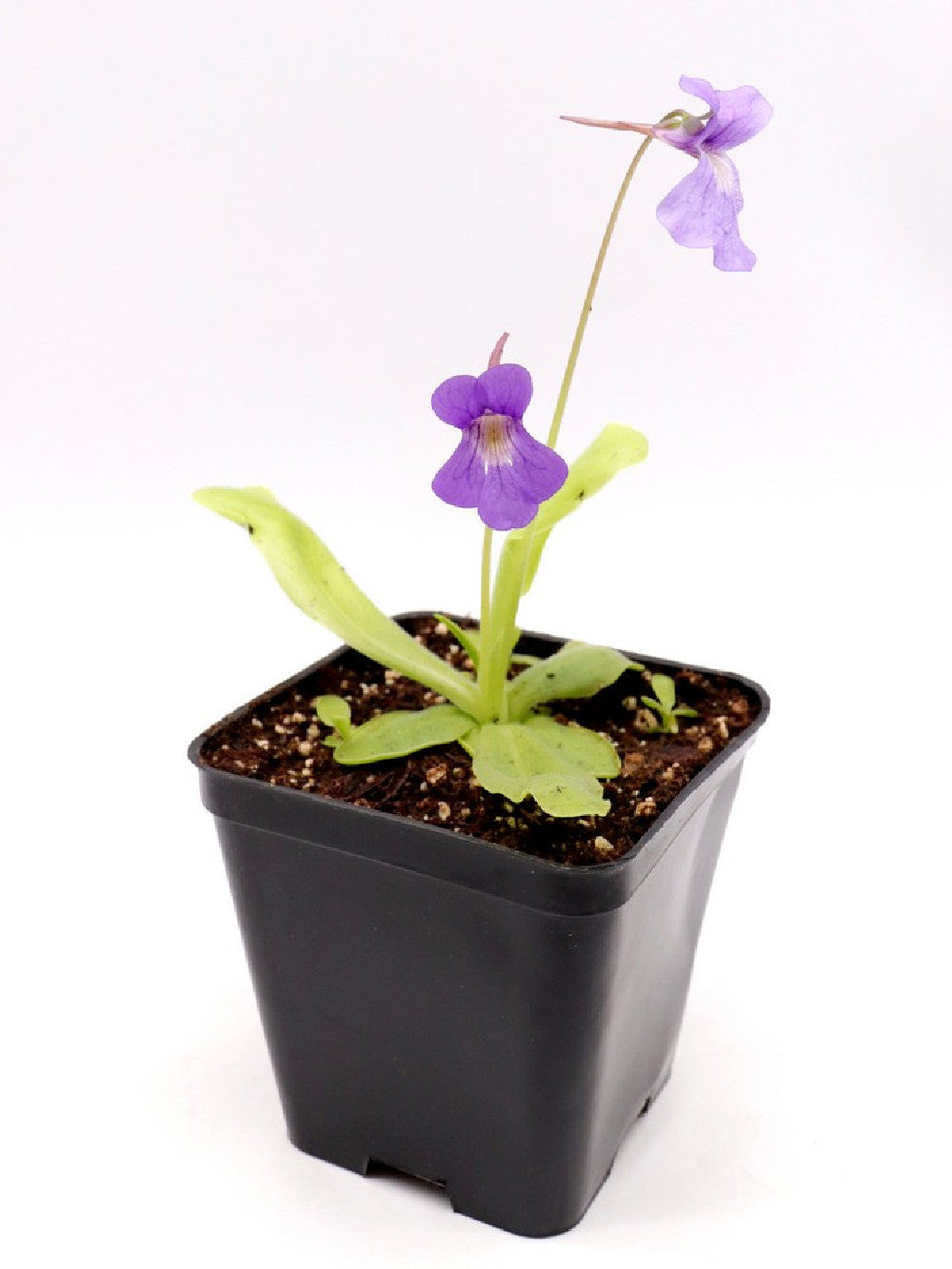 Pinguicula bohemica - Giardino Carnivoro Pinguicula bohemica - Giardino Carnivoro