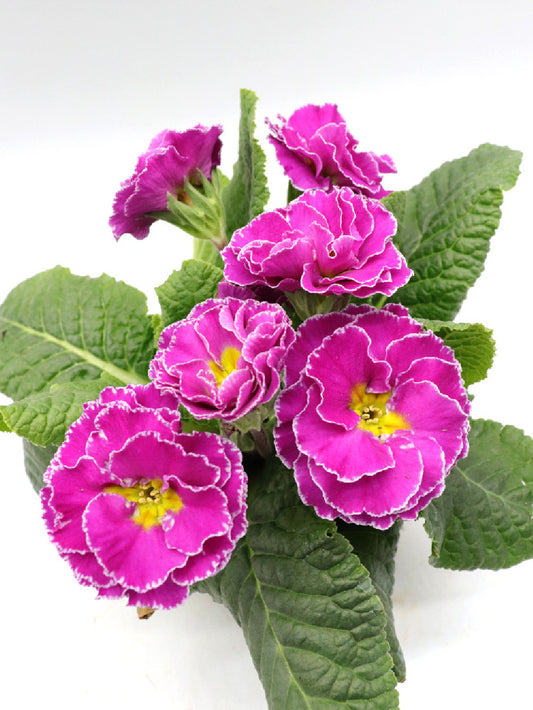Primula "Pink flower - white edged"