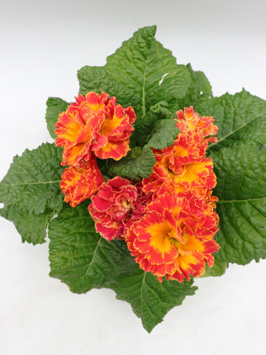 Primula crested "Orange and Yellow "