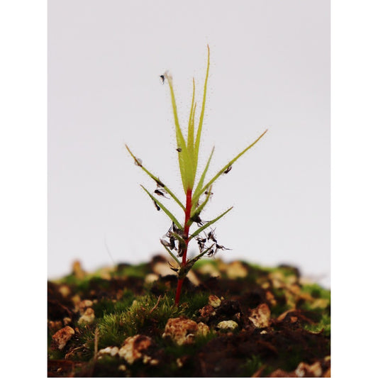 Roridula gorgonias  6-10 cm senza insetto simbionte