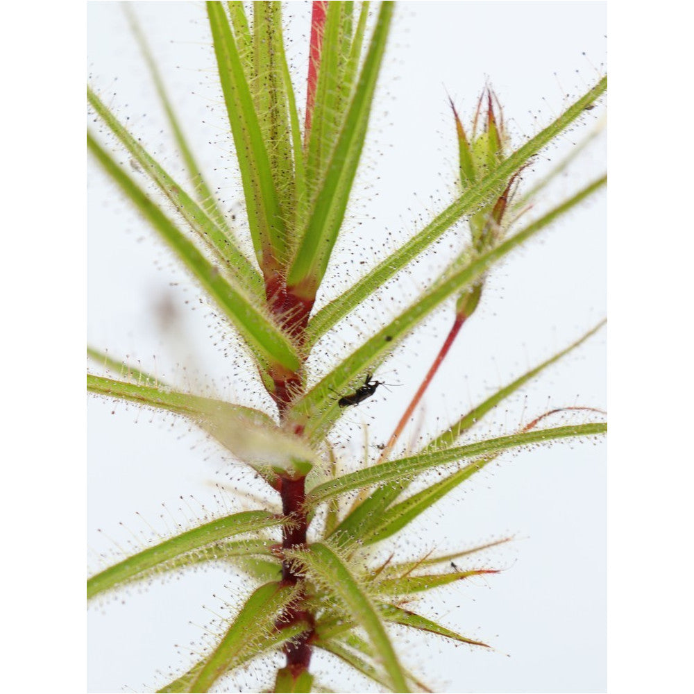 Roridula gorgonias  6-10 cm senza insetto simbionte