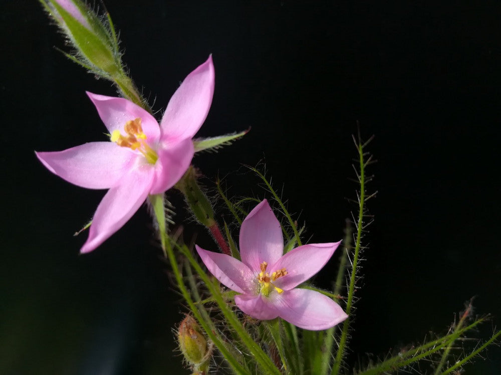 Roridula gorgonias  6-10 cm senza insetto simbionte