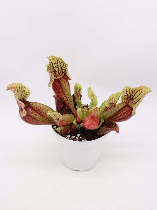 S. (flava var. ornata x purp. venosa var. burkii) x venosa var. montana